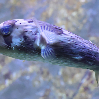 diodon_hystrix2bd
