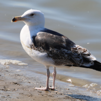 goeland_marin_-_larus_marinus16bd (Larus marinus)
