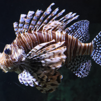 pterois_volitans2bd