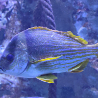 Acanthopagrus bifasciatus (Pagre bouble-bande)