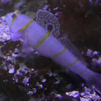 Amblyeleotris randalli (Gobie de Randall)