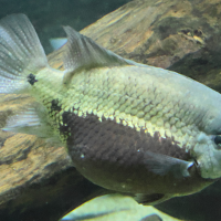 Cincelichthys pearsei (Cichlidé des marais, Pearsei, Pantano)