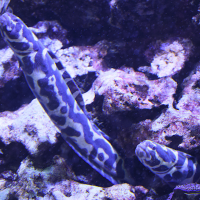 Pholidichthys leucotaenia (Blennie bagnard)