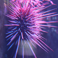 Strongylocentrotus franciscanus (Oursin rouge géant)