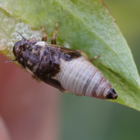 aphrophora_salicina_juv2md
