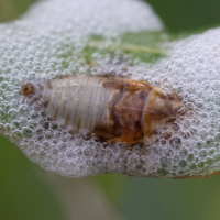 aphrophora_salicina_larv4md