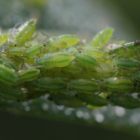 Cavariella cf aquatica (Puceron du saule, Puceron)