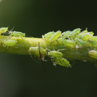 cavariella_aquatica2md