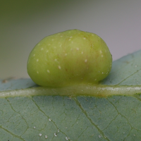 euura_viminalis9md