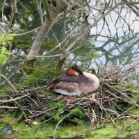 grebe_huppe_-_podiceps_cristatus20bd