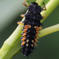 harmonia_axyridis24md