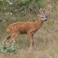 Capreolus capreolus (Chevreuil)