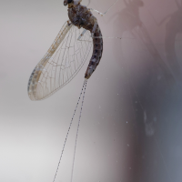 cloeon_dipterum2md (Cloeon dipterum)