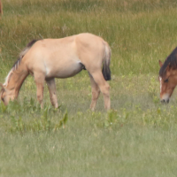Equus caballus Henson (Cheval Henson, Cheval de la Baie de Somme)
