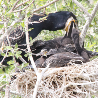 grand_cormoran_-_phalacrocorax_carbo21md