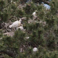 heron_gardeboeufs_-_ardea_ibis14md