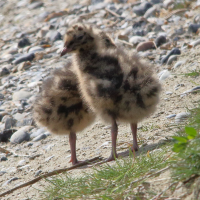 mouette_rieuse_-_chroicocephalus_ridibundus24md