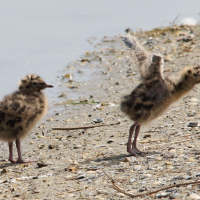 mouette_rieuse_-_chroicocephalus_ridibundus25md