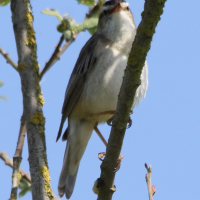 phragmite_des_joncs_-_acrocephalus_schoenobaenus2md