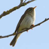 pouillot_fitis_-_phylloscopus_trochilus7md