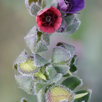 cynoglossum_officinale2md