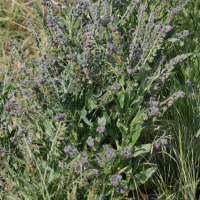 cynoglossum_officinale5md