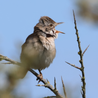 fauvette_grisette_-_curruca_communis9bd