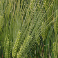 hordeum_vulgare3md