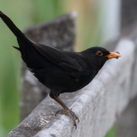 merle_noir_-_turdus_merula11md
