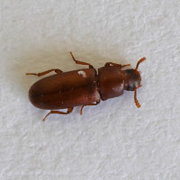 Tribolium castaneum (Tribolium rouge de la farine, Petit ver de farine)