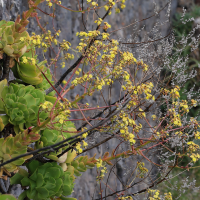 Aeonium glutinosum (Aeonium)