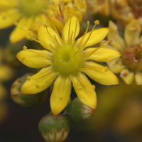 aeonium_glutinosum3md