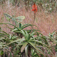 aloe_arborescens6md