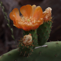 opuntia_ficus-indica7md