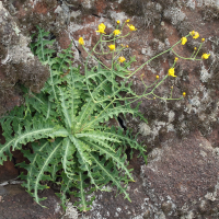Sonchus ustulatus (Laiteron)