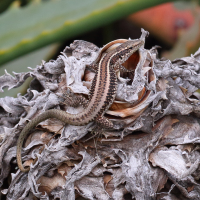 Teira dugesii (Lézard de Madère)