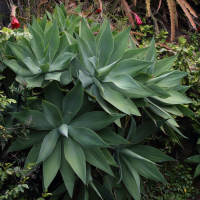 agave_attenuata8md