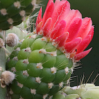 austrocylindropuntia_subulata7md