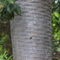 dracaena_draco8md
