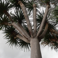 dracaena_draco9md