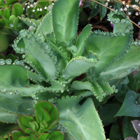kalanchoe_laetivirens3md