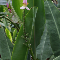 musa_ornata4md