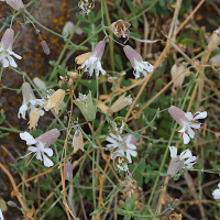 silene_uniflora_uniflora6md