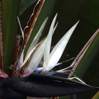 strelitzia_nicolai4md