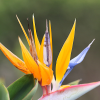 strelitzia_reginae5md