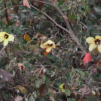 talipariti_tiliaceum10md