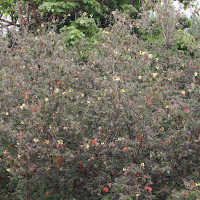 talipariti_tiliaceum9md