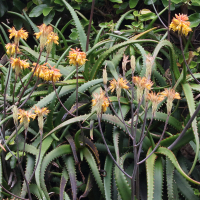 aloe_camperi2md