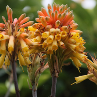 aloe_camperi3md