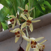Coelogyne tomentosa (Coelogyne, Orchidée)